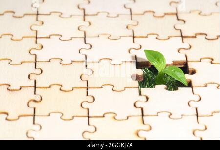 Germoglio di pianta fresco che viene attraverso un buco in un puzzle. Concetto di potenza della vita. Foto Stock