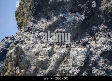 Gli uccelli marini colonizzano le rocce al largo della costa dell'Oregon, USA. Foto Stock