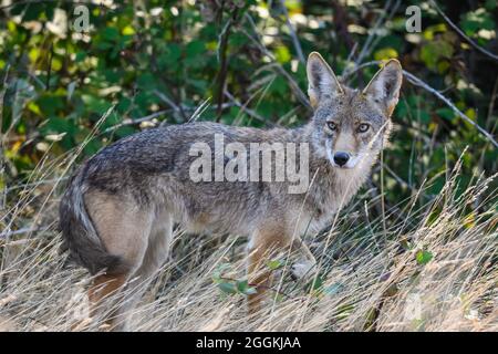 Un Coyote selvatico (Canis latrans) che foraggia nei boschi. Oregon, Stati Uniti. Foto Stock