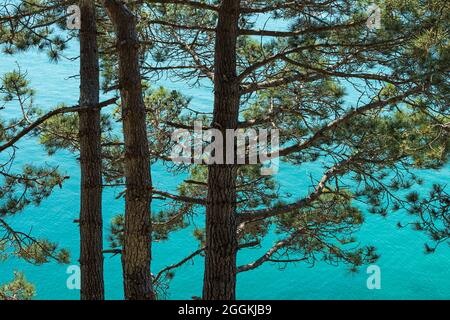 Pini si levano sulla costa ripida sopra il mare, Cap Fréhel, vicino Plévenon, Francia, Bretagna, Côtes d´Armor, Côte d´Émeraude (Costa Smeralda) Foto Stock