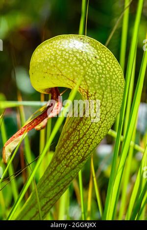Primo piano della pianta carnivora Darlingtonia californica, Darlingtonia state Natural Site. Firenze, Oregon, Stati Uniti. Foto Stock
