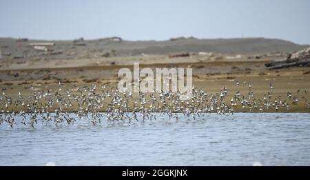 Centinaia di minimo sandpipers (Calidris minutilla) che volano su un fiume. Bandon, Oregon, Stati Uniti. Foto Stock