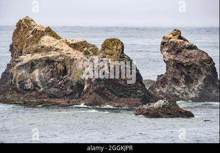 Affioramenti di rocce altamente deformate lungo la costa del Pacifico. Firenze, Oregon, Stati Uniti. Foto Stock