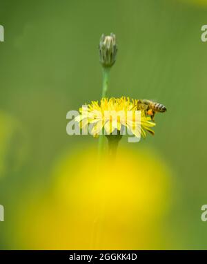 Ape su un fiore selvatico, nella campagna di Pampas, provincia la Pampa, Patagonia, Argentina. Foto Stock