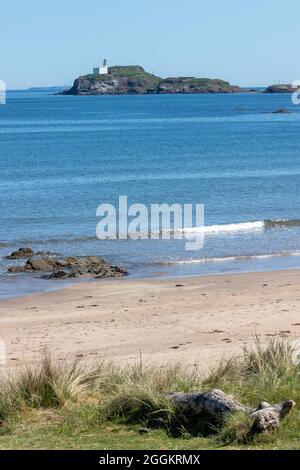 Fidra Lighthouse e l'isola visto dalla spiaggia di Yellowcriag, East Lothian. Foto Stock