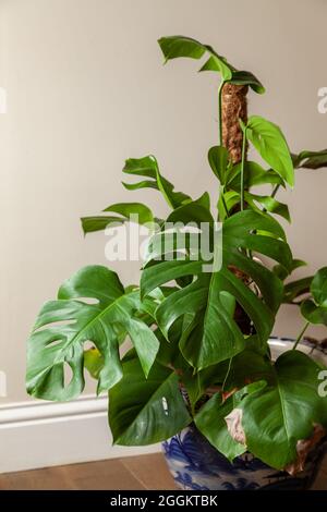 Il formaggio svizzero impianto (Monstera deliciosa) Foto Stock