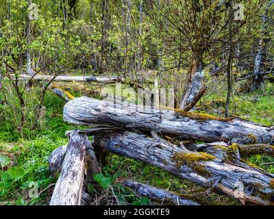 Legno morto, foresta alluvionale, riva ripida, ghiaia, paesaggio collinare, moraine paesaggio, giovane terra morena, curva del fiume, bavarese Pfaffenwinkel, atmosferica, calma, anima cibo, riserva naturale, valle del fiume, ghiaia banca, fiume, acqua corrente Foto Stock