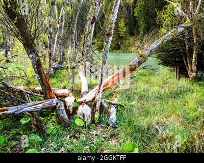 Legno morto, foresta alluvionale, riva ripida, ghiaia, paesaggio collinare, moraine paesaggio, giovane terra morena, curva del fiume, bavarese Pfaffenwinkel, atmosferica, calma, anima cibo, riserva naturale, valle del fiume, ghiaia banca, fiume, acqua corrente Foto Stock