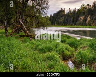 Legno morto, foresta alluvionale, riva ripida, ghiaia, paesaggio collinare, moraine paesaggio, giovane terra morena, curva del fiume, bavarese Pfaffenwinkel, atmosferica, calma, anima cibo, riserva naturale, valle del fiume, ghiaia banca, fiume, acqua corrente Foto Stock