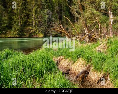 Legno morto, foresta alluvionale, riva ripida, ghiaia, paesaggio collinare, moraine paesaggio, giovane terra morena, curva del fiume, bavarese Pfaffenwinkel, atmosferica, calma, anima cibo, riserva naturale, valle del fiume, ghiaia banca, fiume, acqua corrente Foto Stock