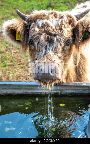 Una sete di soffice vitello beve da una vasca d'acqua, in un caldo pomeriggio d'estate nel sud-ovest dell'Inghilterra. Foto Stock