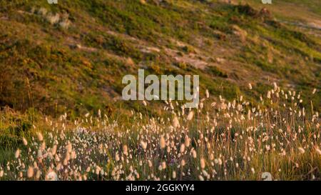 Punte di fiori da erba di velluto, chiamato anche lepre coda erba, bagliore al sole serale sulla costa vicino a Erquy, Francia, Bretagna, Côtes d´Armor, Côte de Penthièvre Foto Stock