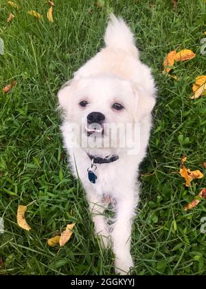 Piccolo cane bianco misto razza - USA Foto Stock