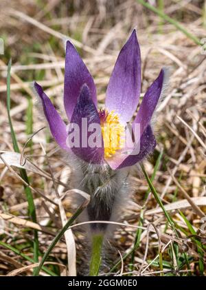 Fiore comune di Pasque (Pulsatilla vulgaris), fioritura, Baviera, Germania, Europa Foto Stock