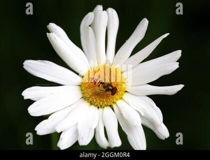 Un hover volare seduto al centro della testa di un cane daisy fiore raccolta nettare Foto Stock
