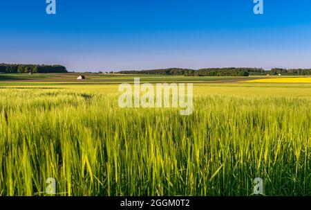 Campo di grano all'inizio dell'estate vicino a Hofstetten, Baviera, Germania, Europa Foto Stock