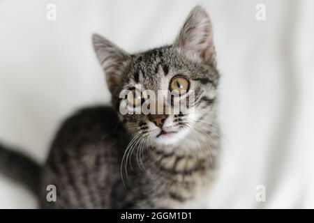 Primo piano di piccolo gattino domestico con occhi grandi. Curioso stile di vita gatto shot. Adorabile amico felino accogliente. Ritratto animale con occhi grandi. Foto Stock