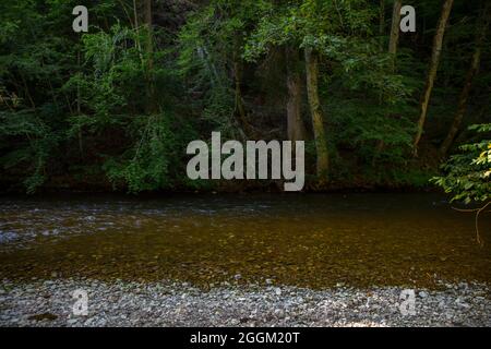 Wutach Gorge, Foresta Nera, natura, fiume, foresta, conservazione della natura Foto Stock