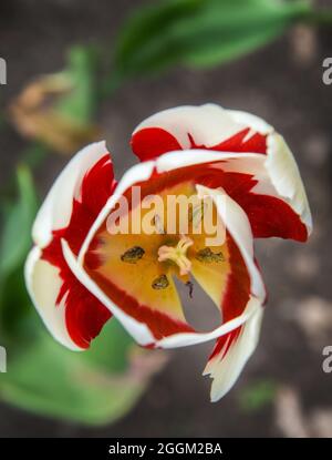 Stagione dei tulipani Foto Stock