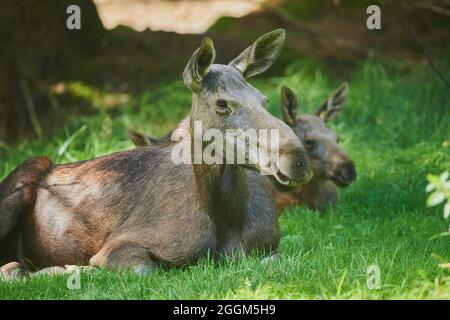 Alce europee (Alces alces alces), mucca, bordo della foresta, menzogna Foto Stock