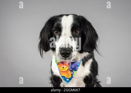 Una donna di 6.5 anni di confine Collie / Springer Spaniel (Sprollie) cane (chiamato Jess) fotografato su uno sfondo grigio studio. Foto Stock