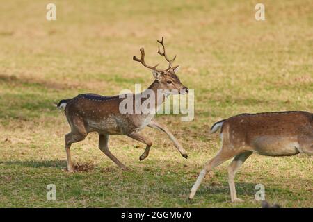 Daino (Dama dama), prato, lateralmente, corsa Foto Stock