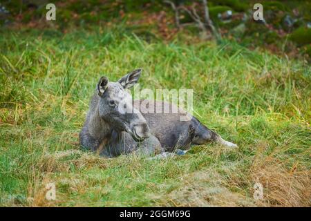 Alce europee (Alces alces alces), mucca, bordo della foresta, menzogna Foto Stock