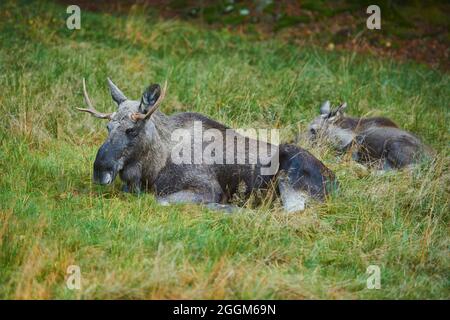 Alce europee (Alces alces alces), toro, bordo della foresta, mentendo Foto Stock