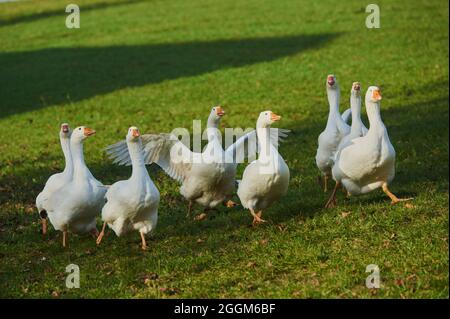 Oca domestica (Anser anser domesticus), prato, frontale, corsa Foto Stock