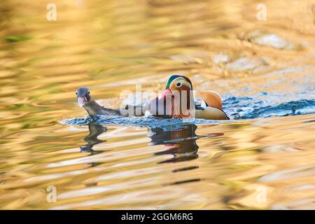 Anatra mandarino (Aix galericulata), coppia, lago, lateralmente, nuoto Foto Stock
