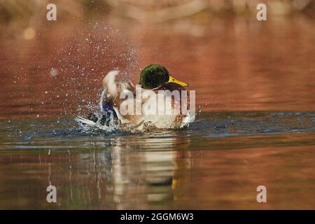 Mallard (Anas platyrhynchos), drake, lateralmente, nuoto Foto Stock