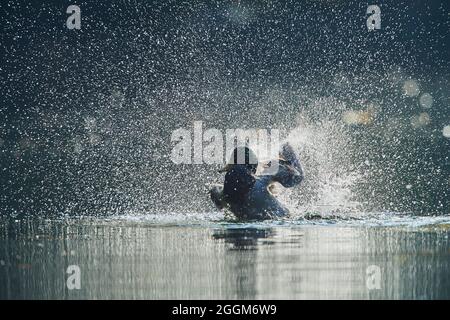 Mallard (Anas platyrhynchos), drake, lateralmente, nuoto Foto Stock