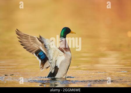 Mallard (Anas platyrhynchos), drake, lateralmente, nuoto Foto Stock