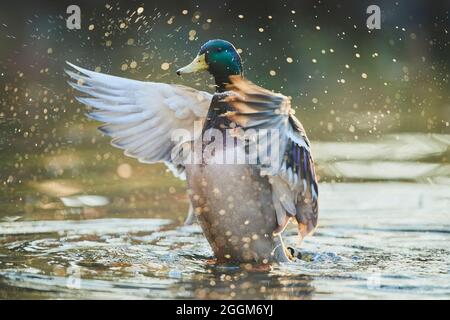 Mallard (Anas platyrhynchos), drake, lateralmente, nuoto Foto Stock