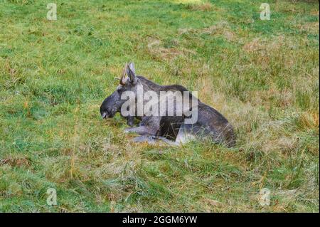 Alce europee (Alces alces alces), toro, bordo della foresta, mentendo Foto Stock