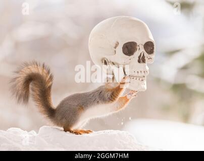 lo scoiattolo rosso tiene il cranio nella neve Foto Stock