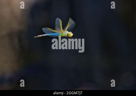 Primo piano di una libellula che si aggrappa a mezz'aria. Foto Stock