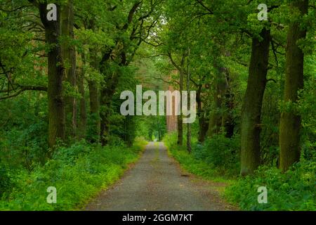 Strada della foresta di ghiaia in una foresta mista in estate, grandi vecchi alberi di quercia lungo il percorso Foto Stock