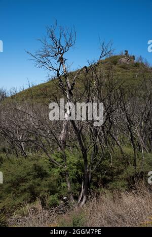 Cinque anni dopo l'incendio della foresta nell'altopiano di la Gomera del 2012 agosto, tra tronchi bruciati, cresce del verde. Foto Stock