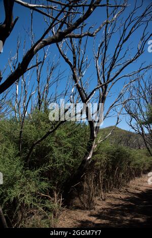 Cinque anni dopo l'incendio della foresta nell'altopiano di la Gomera del 2012 agosto, tra tronchi bruciati, cresce del verde. Foto Stock