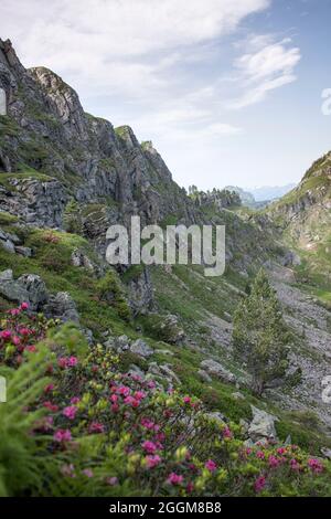 Rose alpine ai piedi delle Alpi, Svizzera Foto Stock