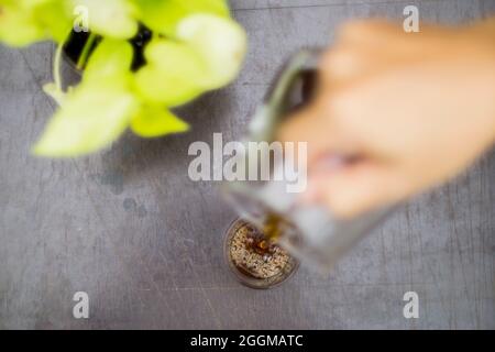 versare a mano un caffè estratto manualmente da un server di vetro in un piccolo bicchiere, sulla parte superiore di un tavolo di legno marrone scuro, piccola pianta verde sul lato. Foto Stock