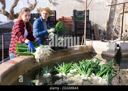 Due coltivatori lavano le cipolle verdi prima di vendere sul mercato Foto Stock