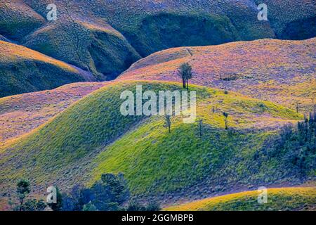 Una delle cose migliori di Teletubbies Savanna è che si trova vicino al Monte bromo. La zona del massiccio è uno degli attrici turistici più visitati Foto Stock