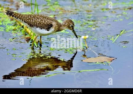 Un solitario sanspiper 'Tringa solitaria', foraging in acque poco profonde al lungomare castoro in Hinton Alberta Canada. Foto Stock