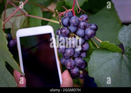 Vigneto. Grandi grappoli di uva da vino matura appendono da viti vecchie nella regione del vino in Australia Meridionale. Tenere a mano la qualità del telefono smart controllo pr locale Foto Stock