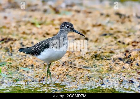 Un solitario sanspiper 'Tringa solitaria', foraging in acque poco profonde al lungomare castoro in Hinton Alberta Canada. Foto Stock