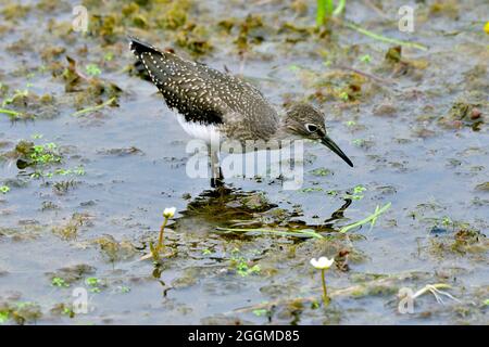 Un solitario sanspiper 'Tringa solitaria', foraging in acque poco profonde al lungomare castoro in Hinton Alberta Canada. Foto Stock