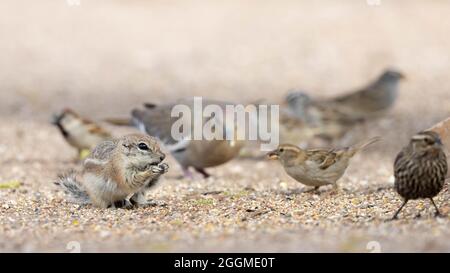 Texas Antelope Squirrel, House Sparrows, White-winged dove, Red-winged Blackbird, e White-crowned Sparrow mangiare seme di uccello. Socorro, New Mexico, Stati Uniti. Foto Stock