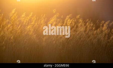 Reed comune, (Phragmites australis), Bosque del Apache National Wildlife Refuge, New Mexico, USA. Foto Stock